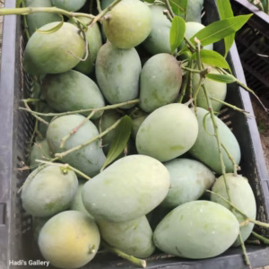 আম্রপালি ১১ কেজি ক্যারেট
